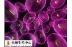 促排后為什么卵泡大小不同